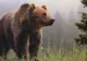 2 copii, atacați de urs în județul Sibiu. Unul dintre ei a fost mușcat de cap 
