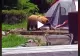 VIDEO – Un urs s-a apropiat de cort și a început să adulmece piciorul unui turist – Reacția uluitoare