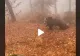VIDEO – Un român s-a întâlnit cu ursul în pădure, însă ceva haios s-a întâmplat – Totul a fost filmat și imaginile au devenit virale