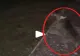 VIDEO – Când câinele nu latră, dar se uită insistent într-un punct fix, este semnalul de pericol maxim – Lecția învățată de un internaut