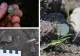 Peste 400 de monede de argint, din secolul al XVI-lea, descoperite pe un câmp din Timiș, cu un detector de metale