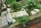 Morminte vandalizate într-un cimitir din Caransebeș. Reacția autorităților