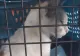 Cruzime fără limite! Mamă a 3 copii, dosar penal după ce a ucis o pisică prin decapitare - Motivul, șocant