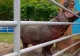 Singurul hipopotam din România: la ce grădină zoologică se află și ce vârstă are