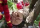 Un bărbat a murit după ce a fost STRIVIT de un copac: TRAGEDIE în județul Sibiu