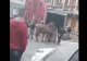 Incident revoltător: Cal bătut la parada junilor din Brașov. Polițiștii fac cercetări