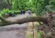 Fetițe din Timișoara, rănite de un copac . Oamenii făcuseră sesizări că arborele este uscat
