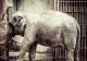 VIDEO | Cerere mai „specială”. Un elefant de la o grădină zoologică din SUA vrea să devină persoană