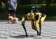 Idee inedită în Singapore. Roboții iau locul angajaților pentru a acoperi deficitul de forță de muncă