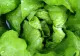 Salata verde este mai periculoasă pentru sănătate decât carnea de porc. Dacă observi ASTA, evită consumul! 