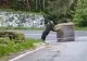 VIDEO VIRAL Un urs a ieșit pe traseu la Raliu Argeșului