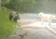 L-a atacat ursul la marginea drumului. I-a ieșit în față și S-AU SPERIAT unul de altul