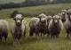 Un TIR cu peste 400 de oi s-a răsturnat pe șosea: 100 de animale au murit, iar alte 40 au fost rănite