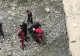 Tragedie în Sinaia. O tânără s-a sinucis aruncându-se într-o prăpastie - FOTO
