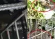 Invazie de ȘOBOLANI în Botoșani! Locuitorii sunt TERORIZAȚI