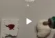VIDEO – Cum îți dai seama dacă brânza din comerț are amidon adăugat pentru a trage mai mult la cântar – Încearcă și tu acasă