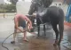 Cal răcorit la o spălătorie cu fise, în jud. Timiș - imagini virale 