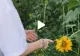 VIDEO – A observat ceva ciudat într-un câmp de floarea soarelui – Când s-a apropiat, a rămas șocat de ce a găsit