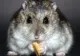 Femeie arestată după ce s-a filmat în timp ce înghite un hamster. Motivul este halucinant