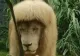 Leul cu breton a devenit vedetă. Ce a pățit felina de la un zoo din China