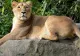 O leoaică de la Grădina Zoologică a adus pe lume 2 pui, în fața a mii de vizitatori