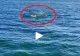 VIDEO – Ce au putut filma turiștii de pe o ambarcațiune din Marea Neagră – Imaginile virale pe internet