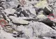 Marmotele fac SENZAȚIE în Parcul Național Retezat: simpaticele rozătoare se bucură de soare - VIDEO