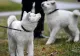Akita Inu, rasa de câini din ce în ce mai POPULARĂ în România. De ce sunt atât de îndrăgite micile patrupede: CARACTERISTICI