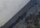 Alertă la Tulcea, un șarpe a apărut într-o zonă centrală a orașului