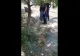 Șarpe capturat de jandarmi lângă spital și eliberat pe malul râului Siret - VIDEO