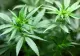 Prima țară din Asia care a legalizat producția și consumul de canabis în scopuri medicinale