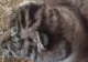 2 tigrișori născuți la Zoo Pitești au nevoie de ajutorul copiilor - FOTO