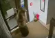 „Vizitator” neașteptat la o pensiune din Predeal. Urs filmat când intră singur, pe ușă, în recepție - VIDEO