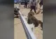 VIDEO – Un urs a rămas blocat cu capul într-un recipient – Imagini spectaculoase cu operațiunea de salvare