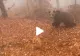 VIDEO – Un român a filmat momentul în care s-a întâlnit cu ursul în pădure – Reacția amuzantă a animalului a devenit virală pe TikTok