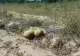 Seceta extremă a distrus sute de hectare de pepeni 