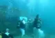 Nuntă de neuitat. Doi miri și-au jurat iubirea la 6 metri sub apă - VIDEO