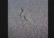 Alertă pe litoral! Șerpi văzuți pe o plajă din Saturn - VIDEO