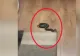 "Musafir" neașteptat, adus în casă de o pisică: proprietarul a fost ÎNGROZIT 