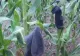 "Soluția" inedită găsită de un fermier buzoian pentru a-și PROTEJA porumbul de atacul ciorilor şi al graurilor - VIDEO