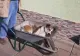 Un bătrân de 84 de ani și-a dus câinele 8 km cu roaba până la veterinar. Dragoste fără margini pentru cel mai bun prieten al omului