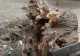 Fiica lui Matteo, la un pas de tragedie. Un copac uriaș s-a PRĂBUȘIT lângă ea, într-un parc din Sectorul 1 