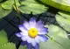 Specie de NUFĂR GIGANT, descoperită la o grădină botanică din Londra. Transformarea florii pe timpul nopții - SPECTACULOASĂ - VIDEO