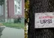 RO Alert de urs în stațiunea Bușteni. Animalul a venit la secția de poliție