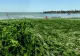 Plaja din stațiunea Saturn, invadată de alge. Turiștii sunt disperați, oficialii ridică din umeri - FOTO