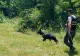FEMEI dispărute, căutate de zile întregi în Gorj și Dolj - Operațiune amplă cu DRONĂ și câini polițiști la sfârșit de săptămână