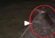 VIDEO – Când câinele nu latră, dar se uită insistent într-un punct fix, este semnalul de pericol maxim – Lecția învățată de un internaut
