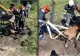 Cal salvat de pompieri după ce a căzut într-o groapă