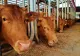 Fermele de animale sunt la un pas de colaps din cauza secetei
