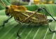 Invazie de lăcuste, în Tulcea. Sute de hectare de culturi au fost distruse - insecte de 10 cm! VIDEO